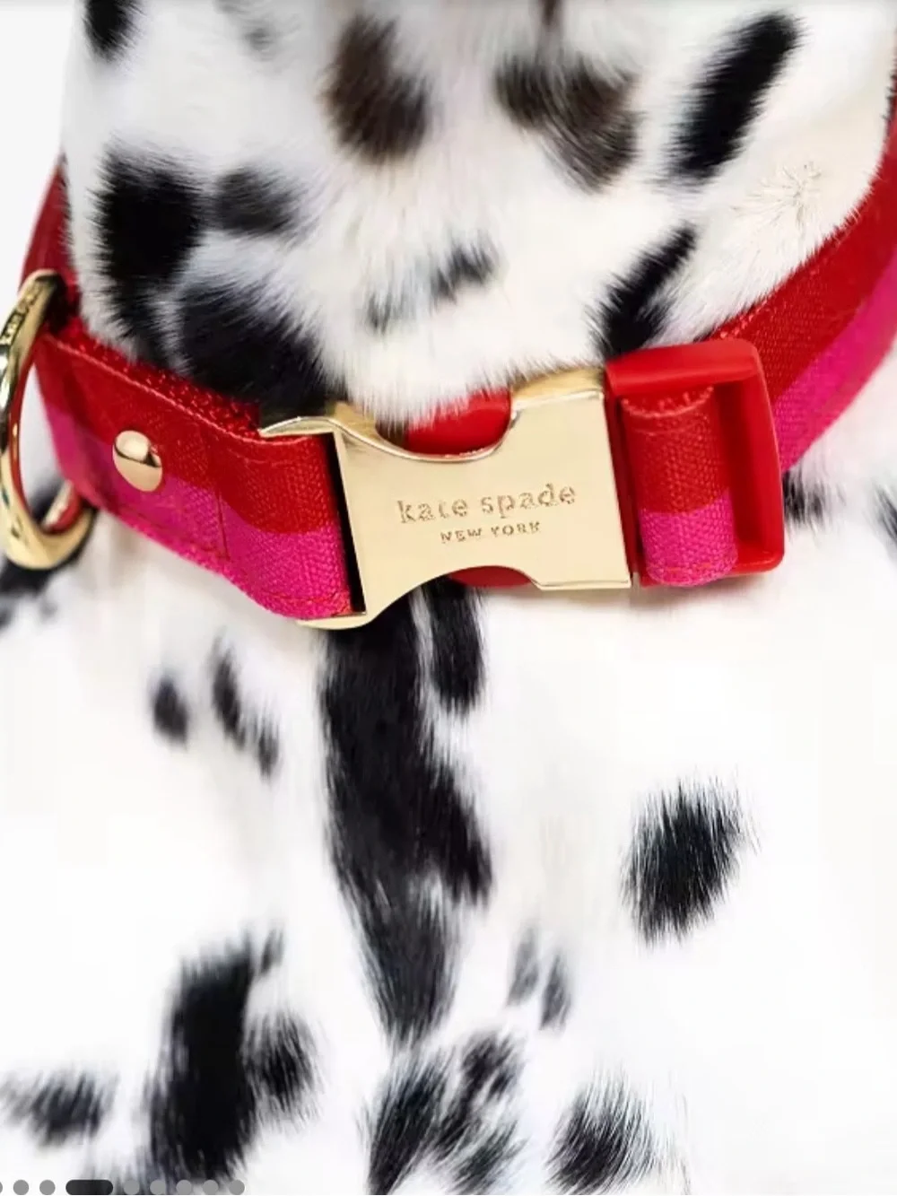 Kate spade dog collar